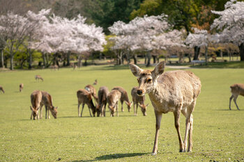 奈良の鹿.jpg