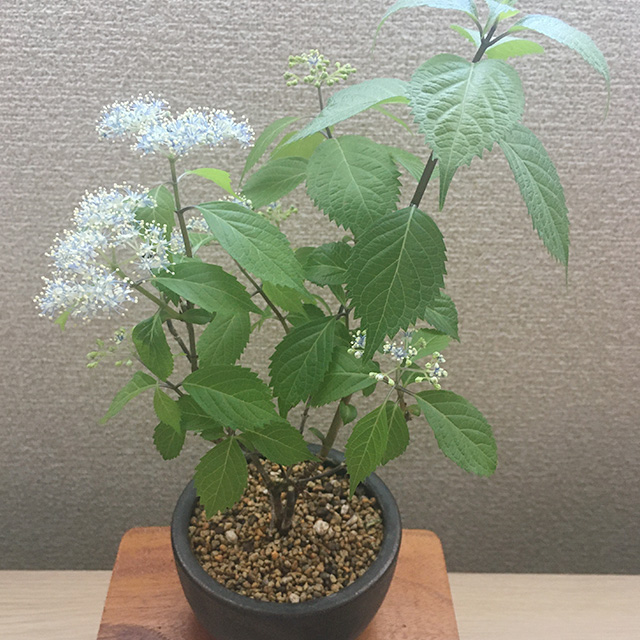 お部屋で花を愛でる